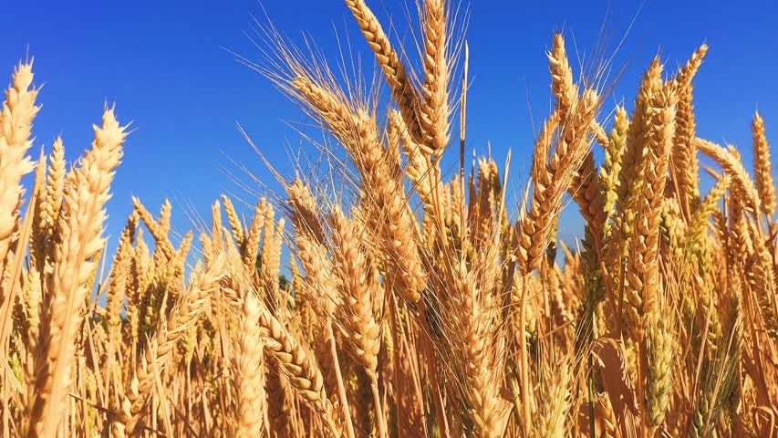 Фото - Мировые цены на пшеницу подскочили
